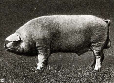 Породы и породные группы свиней. Украинская степная белая: 8 - хряк Задорный, живой вес 320 кг (Институт гибридизации и акклиматизации животных 'Аскания-Нова')