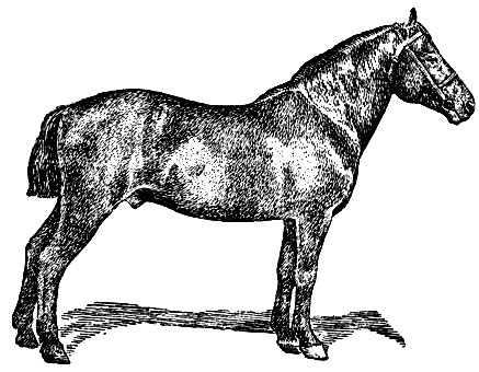 Рис. 1. Эстонская лошадь