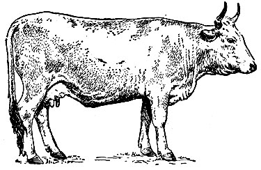 Рис. 2. Корова Рыбка 6, в возрасте 41/2 лет, живой вес 690 кг; удой за 300 дней второй лактации 4263 кг при 4,2% жира