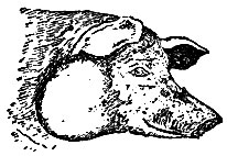Рис. 3. Сибирская язва у свиньи. Поражение области гортани