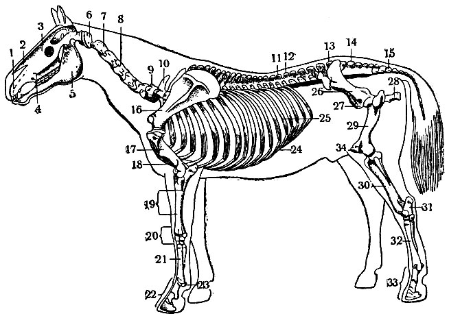Рис. 1. Скелет лошади сбоку: 1 - резцовая кость; 2 - носовая кость; 3 - лобная кость; 4 - дорзальная челюсть; 5 - вентральная челюсть; 6 - атлант; 7 - эпистрофей; 8 - 4-й шейный позвонок; 9 - 7-й шейный позвонок; 10 - 1-й грудной позвонок; 11 - последний грудной позвонок; 12 - 1-й поясничный позвонок; 13 - последний поясничный позвонок; 14 - крестцовая кость; 15 - хвостовые позвонки; 16 - лопатка; 17 - плечевая кость; 18 - грудная кость; 19 - кости предплечья (лучевая и локтевая); 20 - кости запястья; 21 - кости пясти; 22 - фаланги пальца; 23 - сесамовидные кости; 24 - рёберные хрящи; 26 - рёбра; 26 - подвздошная кость таза; 27 - лонные кости таза; 28 - седалищная кость таза; 29 - бедренная кость; 30 - большая берцовая и малая берцовая кости голени; 31 - кости заплюсны; 32 - кости плюсны; 33 - фаланги пальцев; 34 - коленная чашка