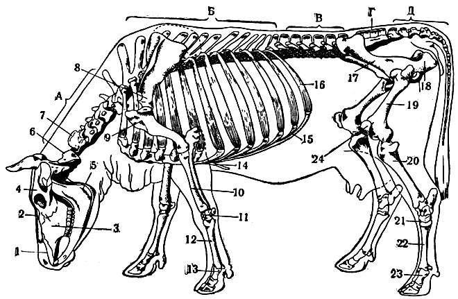 Рис. 2. Скелет коровы сбоку: А - шейный отдел; Б - грудной отдел; В - поясничный отдел; Г - крестцовая кость; Д - хвостовой отдел. 1 - резцовая кость; 2 - носовая кость; 3 - дорзальная челюсть; 4 - лобная кость; 5 - вентральная челюсть; 6 - атлант; 7 - эпистрофей; 8 - лопатка; 9 - плечевая кость; 10 - кости предплечья; 11 - кости запястья; 12 - кости пясти; 13 - фаланги пальца; 14 - грудная кость; 15 - рёберная дуга из рёберных хрящей; 16 - ребро; 17 - подвздошная кость; 18 - седалищная кость; 19 - бедренная кость; 20 - кости голени; 21 - кости заплюсны; 22 - кости плюсны; 23 - фаланги пальцев; 24 - коленная чашка