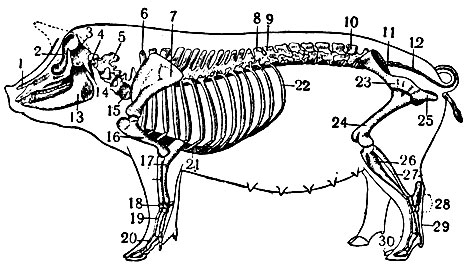 Рис. 3. Скелет свиньи: 1 - носовая кость; 2 - лобная кость; 3 - затылочная кость; 4 - атлант; 5 - гребень эпистрофея; 6 - 1-й грудной позвонок (его остистый отросток); 7 - лопатка; 8 - 14-й грудной позвонок; 9 - первый и 10 - 7-й поясничные позвонки; 11 - крестцовая кость; 12 - хвостовые позвонки; 13 - вентральная челюсть; 14 - яремный отросток; 15 - поперечно-рёберный отросток 6-го шейного позвонка; 16 - плечевая кость; 17 - кости предплечья; 18 - кости запястья; 19 - кости пясти; 20 - фаланги пальцев; 21 - грудная кость; 22 - рёбра; 23 - подвздошная кость таза; 24 - бедренная кость; 25 - седалищная кость; 26 - большая берцовая кость; 27 - малая берцовая кость; 28 - кости заплюсны; 29 - кости плюсны; 30 - фаланги пальцев