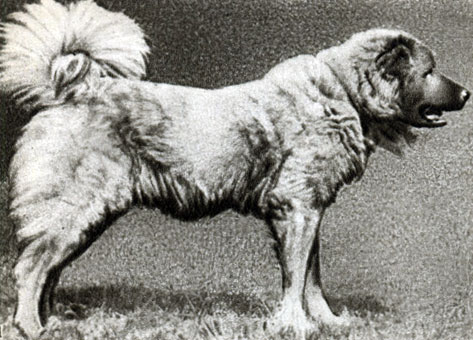 Породы собак: 1 - кавказская овчарка