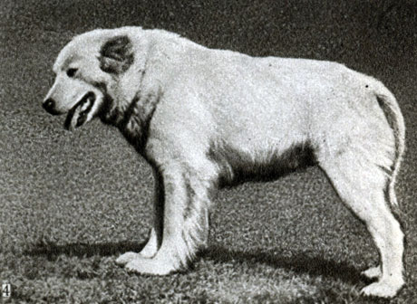 Породы собак: 4 - среднеазиатская овчарка