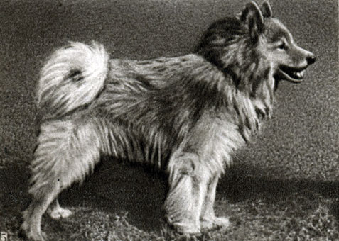 Породы собак: 5 - ненецкая (оленегонная) лайка