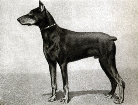 Породы собак: 6 - доберман-пинчер