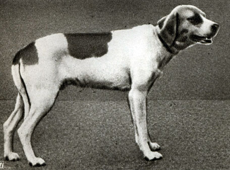 Породы собак: 7 - русская пегая гончая