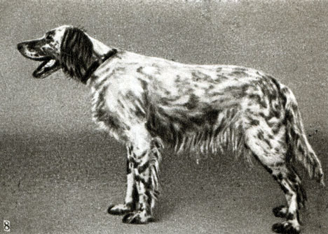 Породы собак: 8 - крапчатый геттер