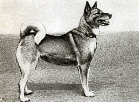 Породы собак: 9 - охотничья лайка