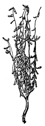 Рис. 2. Продуктивная зерновая форма из Северо-Восточного Китая (манчжурский подвид)