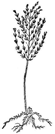 Рис. 1. Однолетнее растение спаржи