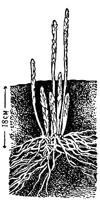 Рис. 2. Спаржа с белыми ростками, употребляемыми в пищу