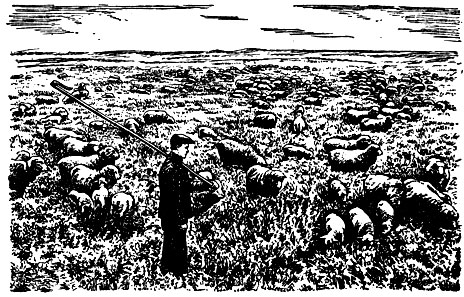 Рис. 3. Овцы ставропольской породы на пастбище