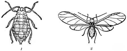 Рис. 2. Злаковая тля: 1 - бескрылая яйцекладущая самка; 2 - крылатая девственница