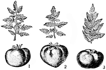 Рис. 2. Сорта томатов: 1 - Бирючекутский 414; 2 - Будённовка; 3 - Плановый 904