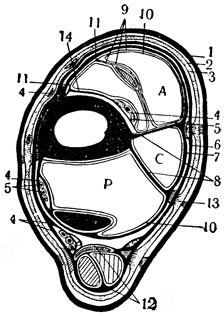 Схема расположения фасций на поперечном разрезе голени лошади (по М. В. Плахотину): 1 - кожа; 2 - подкожное соединительнотканное пространство; 3 - поверхностная фасция; 4 - общие фасциальные 'футляры' для сосудов и нервов; 5 - частные фасциальные 'футляры' для сосудов и нервов; 6 - поверхностный листок глубокой фасции; 7 - щелевидное пространство под поверхностным листком глубокой фасции; 8 - частный фасциальный футляр; 9 - собственные 'футляры' мускулов; 10 - перимизий; 11 - фасциальные пластинки, соединяющие собственные 'футляры' мускулов один с другим и с костью; 12 - 'футляр' сложного пяточного сухожилия; 13 - место прочного соединения кожи и фасциальных 'футляров'; 14 - глубокая пластинка собственного 'футляра' переднеберцового мускула. Частные фасциальные 'футляры': А - дорзальный (групповой - для mm. ext. digitalis pedis longus, peronaeus tertius, ext. tibialis anterior), С - латеральный (для mm. ext. digitalis lateralis), P - плантарный (групповой - для головок глубокого сгибателя пальца)