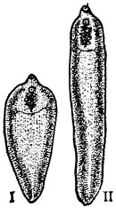 Рис. 1. Фасциолы: I - Fasciola hepatica; II - Fasciola gigantica (по Скрябину)