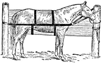 Рис. 2. Фиксация лошади посредством деревянной стенки