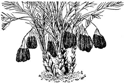 Финиковая пальма; 8-летнее дерево с плодами и порослью у основания ствола