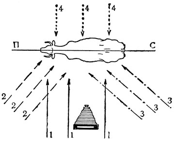Рис. 4. Направление света в горизонтальной плоскости: 1 - прямой свет; 2 - боковой свет слева; 3 - боковой свет справа; 4 - встречный свет; ПС - плоскость симметрии тела животного