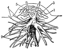 Рис. 1. Подземная часть хмеля: 1 - матка; 2 - основные корни; 3 - верховые мочковатые корни; 4 - корневища; 5 - подземная часть стебля
