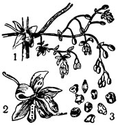 Рис. 2. Мужское соцветие хмеля: 1 - отдельная метёлка; 2 - отдельный цветок; 3 - пыльца (сильно увеличено)