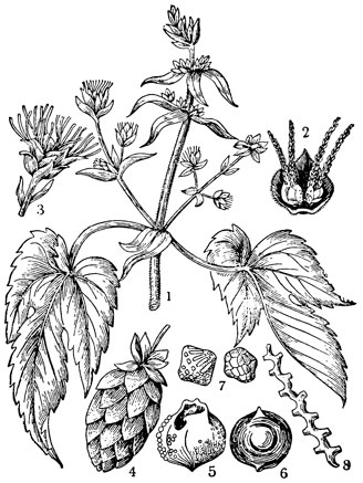 Рис. 3. Женское соцветие хмеля:. 1 - часть стебля с женскими соцветиями (уменьшено); 2 - два женских цветка с покровной чешуйкой; 3 -женское соцветие в стадии цветения; 4 - технически зрелое соцветие; 5 - плод; 6 - семя; 7 - лупулиновые желёзки; 8 - стерженёк шишки (2, 3, 5, 6, 7, 8 - увеличено)