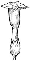 Рис. 2. Цветок со спайнолепестным венчиком и сростнолистной чашечкой