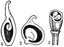 Рис. 5. Семяпочки в завязях: 1 и 2 - продольном и 3 - в поперечном разрезе