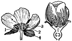 Рис. 6. Продольный разрез цветка: слева - с верхней завязью, справа - с нижней: 1 - пестики; 2 - тычинки; 3 - венчик; 4 - чашечка