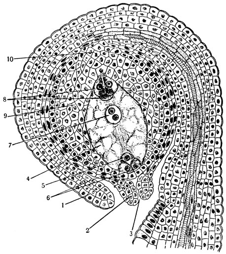 Рис. 7. Продольный разрез семяпочки: 1 - наружный и 2 - внутренний покровы семяпочки; 3 - пыльцевход; 4 - зародышевый мешок; 5 - яйцеклетка; 6 - синергиды; 7 - центральная клетка зародышевого мешка; 8 - антиподы; 9 - нуцеллус; 10 - основание семяпочки (халаза)