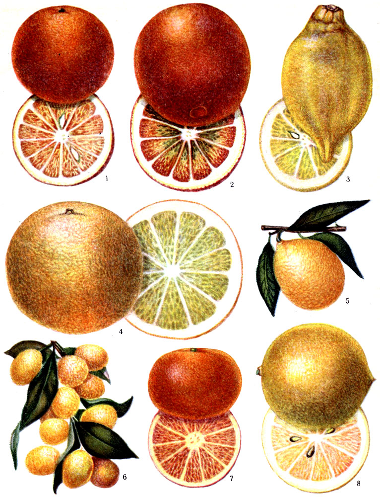 1 - апельсин Местный; 2 - апельсин Пупочный (Вашингтон-Нэвл); 3 - лимон Новогрузинский; 4 - грейпфрут Дункан; 5 - лаймкват Юстис; 6 - кинкан; 7 -мандарин уншиу; 8 - лимон Китайский карлик (Мейера)