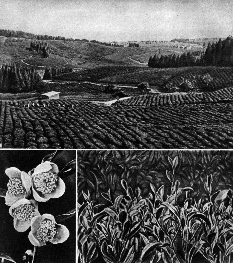 Таблица I. 1 - плантация чая; 2 - цветок; 3 - флеши