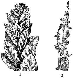 Рис. 1 Растения шпината: 1 - женское; 2 - мужское