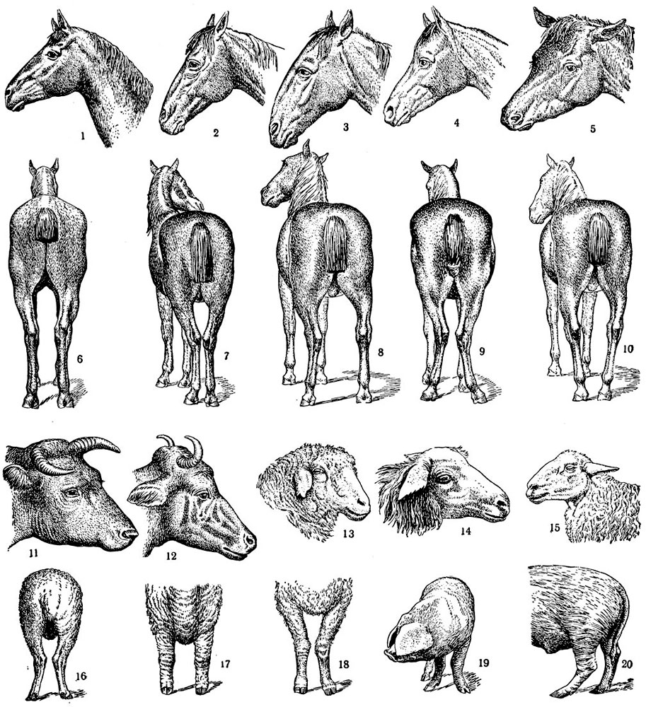 Отдельные стати сельскохозяйственных животных: 1 - нормальная голова лошади верхового типа; 2 - баранья голова; 3 - горбатая голова; 4 - щучья голова; 5 - свиная голова; 6 - нормальная постановка задних ног; 7 - узкая постановка ног; 8 - широкая постановка ног; 9 - сближенность в скакательных суставах ('коровья' постановка ног) ; 10 - сближенность в копытах; 11 - грубая голова коровы; 12 - переразвитая голова коровы; 13 - нормальная голова овцы; 14 - грубая голова волошской овцы; 15 - нежная голова волошской овцы; 16 - иксообразная постановка задних ног овцы; 17 - правильная постановка передних ног мериноса; 18 - сближенная постановка передних ног мериноса; 19 - порочная иксообразная постановка передних ног хряка; 20 - порочная коровья (саблистая) постановка ног хряка