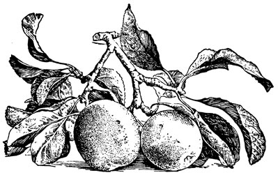 Рис. 3. Плодовая веточка яблони с урожаем