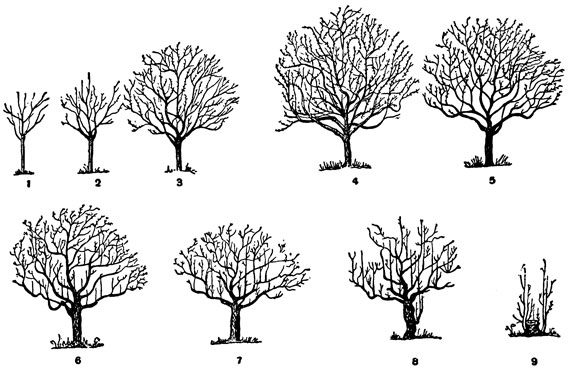 Рис. 4. Схема прохождения жизненного цикла плодовыми деревьями (по П. Г. Шитту): 1 - рост вегетативных частей; 2 - рост и плодоношение; 3 - плодоношение и рост; 4 - плодоношение; 5 - плодоношение и усыхание мелких обрастающих (плодовых) веточек; 6 - усыхание мелких скелетных и обрастающих (плодовых) веточек, плодоношение и возобновление роста вегетативных частей в кронах - по преимуществу в периферийной части; 7 - усыхание более крупных скелетных частей, усиление роста вегетативных частей внутри кроны и плодоношение; 8 - усыхание крупных скелетных частей и усиленный рост побегов на нижних частях кроны - на основных сучьях и стволе; 9 - рост вегетативных частей на сохранившейся нижней части ствола или корневой шейке - пнёвые поросли