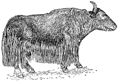 Рис. 1. Корова - як, живой вес 280 кг, удой 350 кг, содержание жира в молоке 7% (Горно-Алтайская сельскохозяйственная опытная станция)
