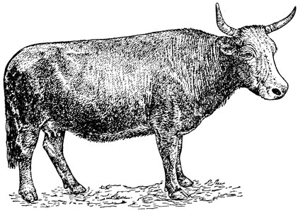 Рис. 2. Гибридная корова Изюминка, удой 2480 кг молока с 6,38% жира; живой вес 510 кг (Горно-Алтайская сельскохозяйственная опытная станция)