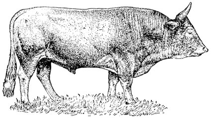 Рис. 3. Плодовитый гибридный бык Зов, живой вес в возрасте 4 лет 680 кг (Горно-Алтайская сельскохозяйственная опытная станция)